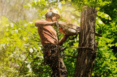 Tree Removal