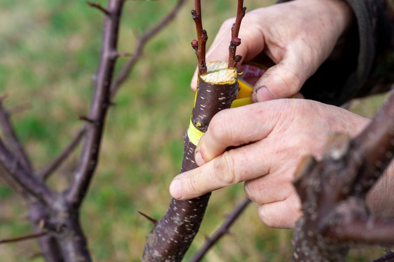 Apple Tree Planting in Honolulu, HI