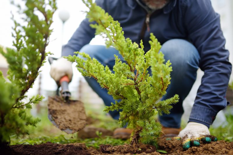 Boxwood Planting in Ventura County, CA