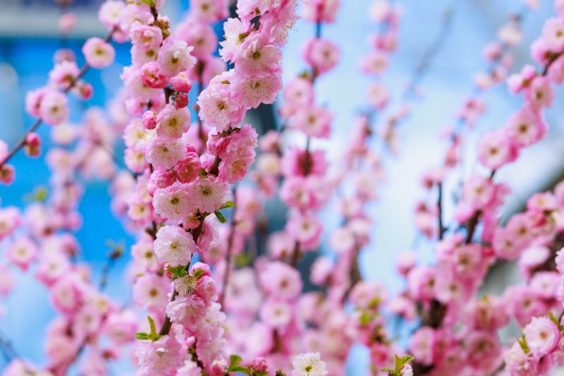 Cherry Tree Planting in Ventura County, CA