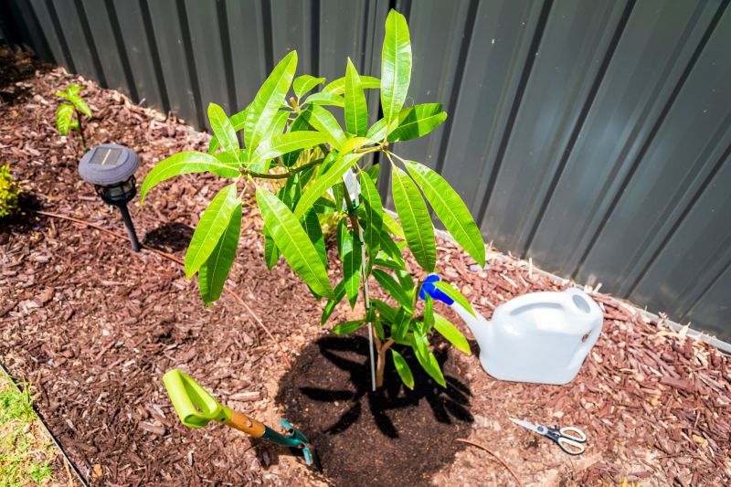 Cherry Tree Planting in Ventura County, CA