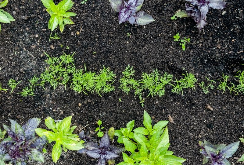 Ground Cover Planting in Ventura County, CA