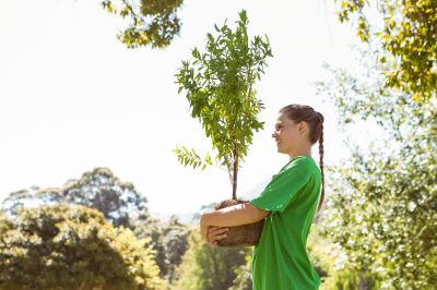 Maple Tree Planting in Honolulu, HI
