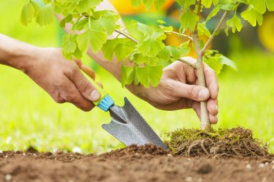 Maple Tree Planting in Ventura County, CA
