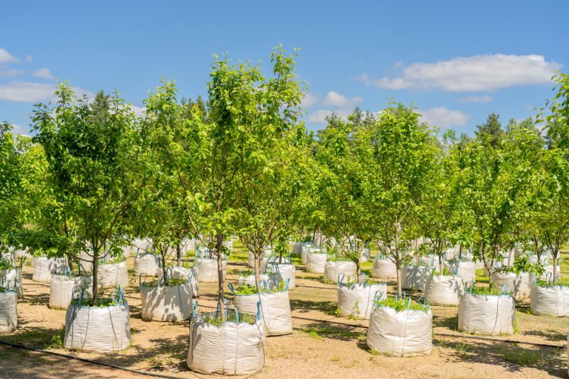 Orchard Planting in Honolulu, HI