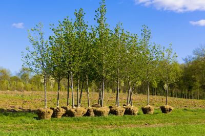 Orchard Planting in Honolulu, HI