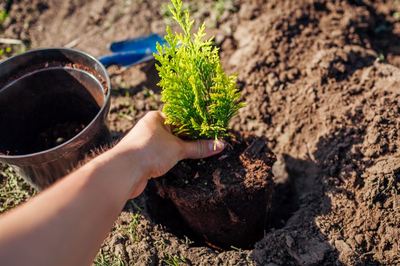Ornamental Tree Planting in Ventura County, CA