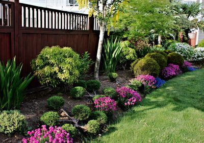 Privacy Hedge Planting in Honolulu, HI