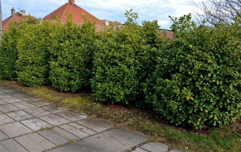 Privacy Shrub Planting in Ventura County, CA