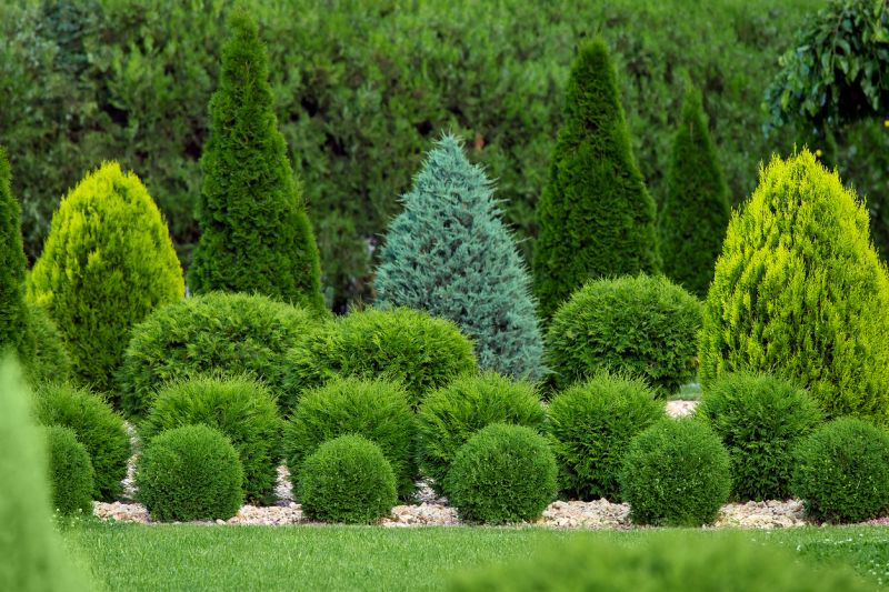 Privacy Shrub Planting in Ventura County, CA