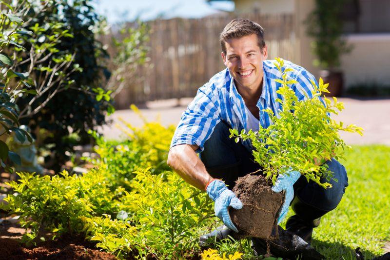 Privacy Shrub Planting in Ventura County, CA