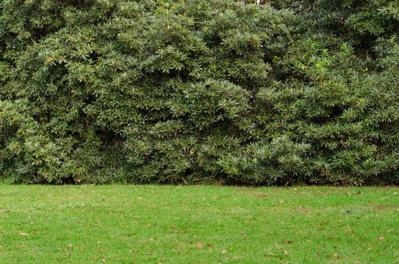 Privacy Shrub Planting in Ventura County, CA