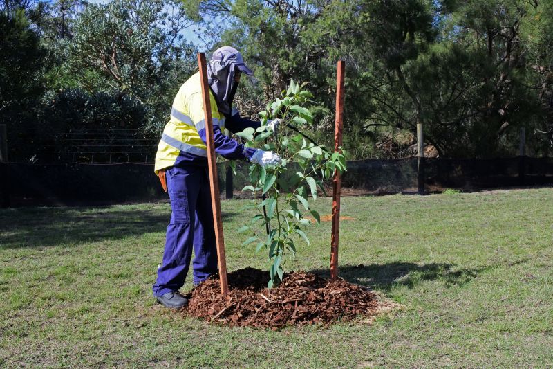 Tree Planting Service in Ventura County, CA