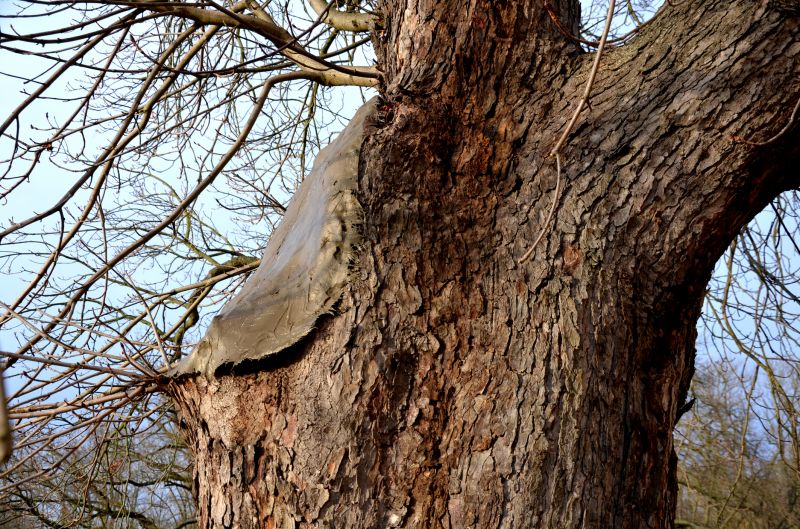 Tree Straightening Service in Reno, NV