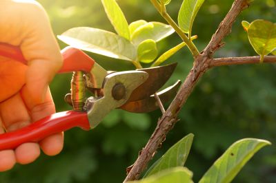 Weeping Cherry Tree Pruning - Pruning Westchester County, New York