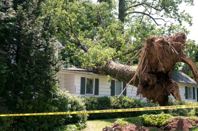 Emergency Tree Removal Service - Tree Removal Service Draper, Utah