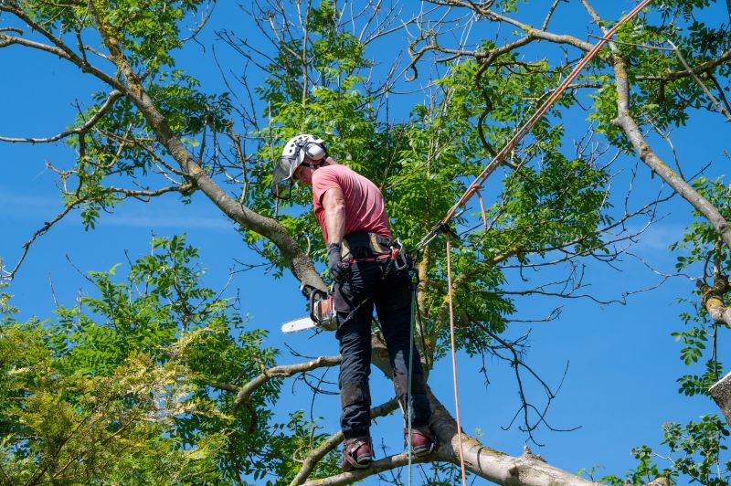 Arborist Tree Service in Reno, NV
