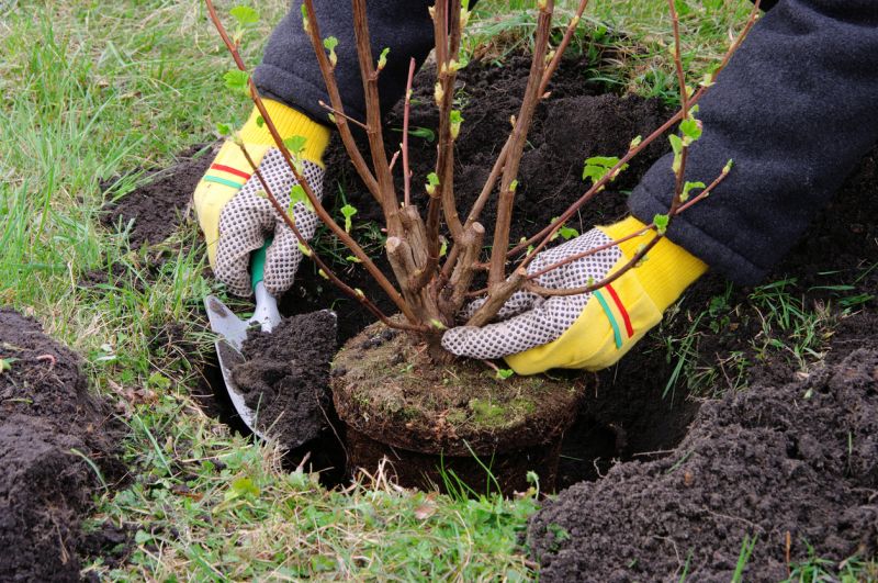 Privacy Shrub Planting in Ventura County, CA