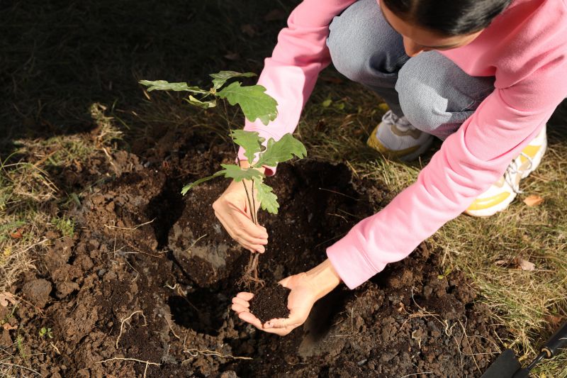 Tree Planting Service in Ventura County, CA